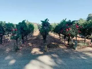 Why are there Roses at the end of each row of Grapevines?