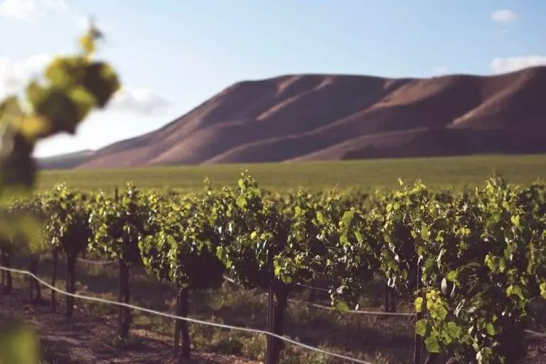 A vineyard field with mountains in the background.