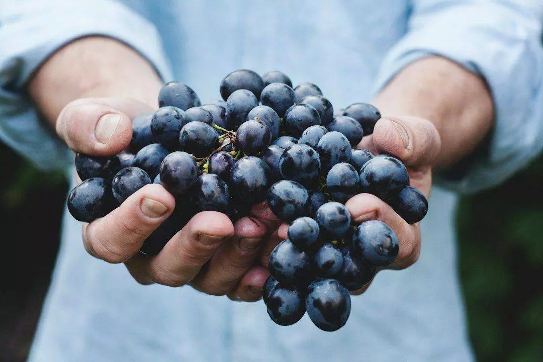 A man's hands holding a bunch of black grapes.