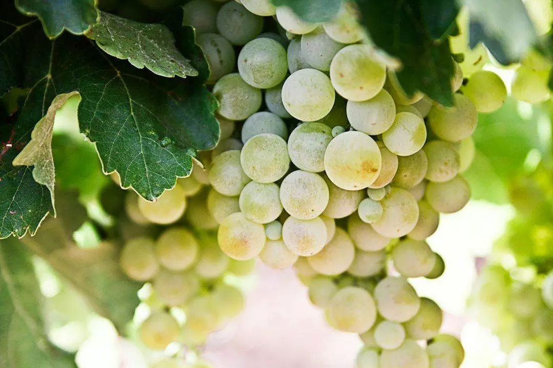A bunch of white grapes hanging from a vine.