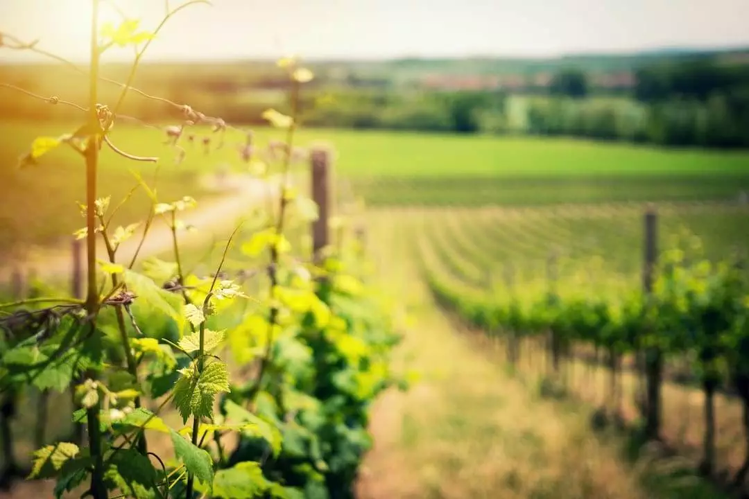 A vineyard with vines in the background.