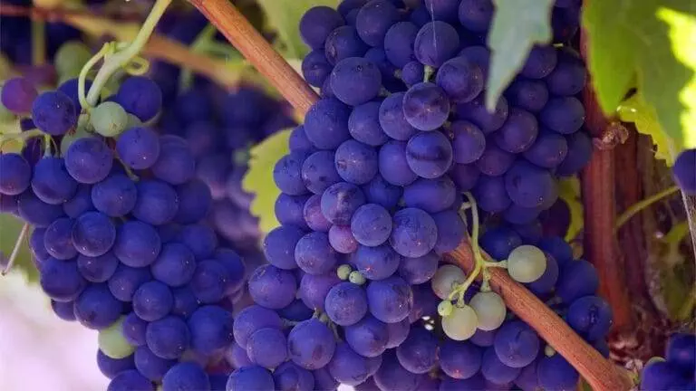 A bunch of purple grapes hanging on a vine.